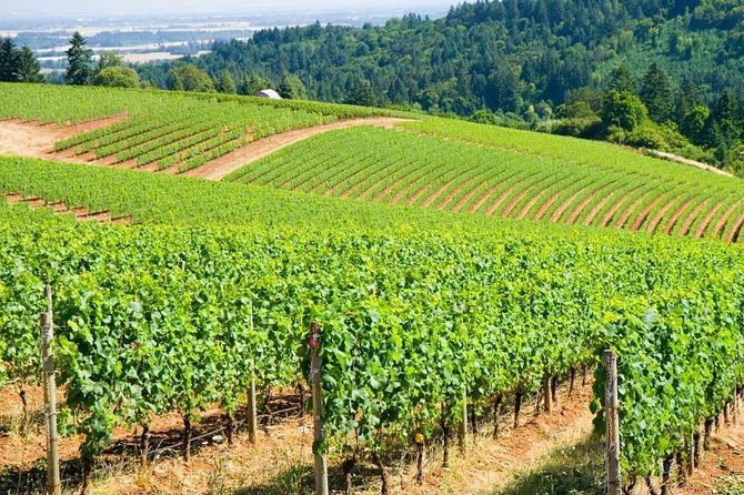Amy & Reba's Day Drinking Wine Tours, Where we'll Drive you to Drink - Key Highlights You’ll Feel Immediately