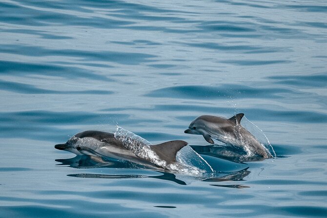 CATAMARAN OCEAN CRUISE TOUR, Food & Drinks included! - Meeting at Club Náutico Puerto Colón de Adeje (and pickup that actually helps)