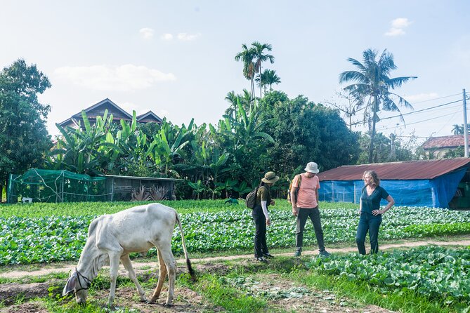 Countryside Sunset Jeep Tour with Drinks included - Phnom Krom: rice-field sunset photos plus your included soft drink or beer