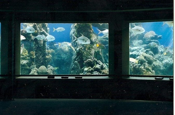 Guided Tour of Coral World Ocean Park & Happy Hour - Time on Your Own: How to Explore Exhibits Without Feeling Lost