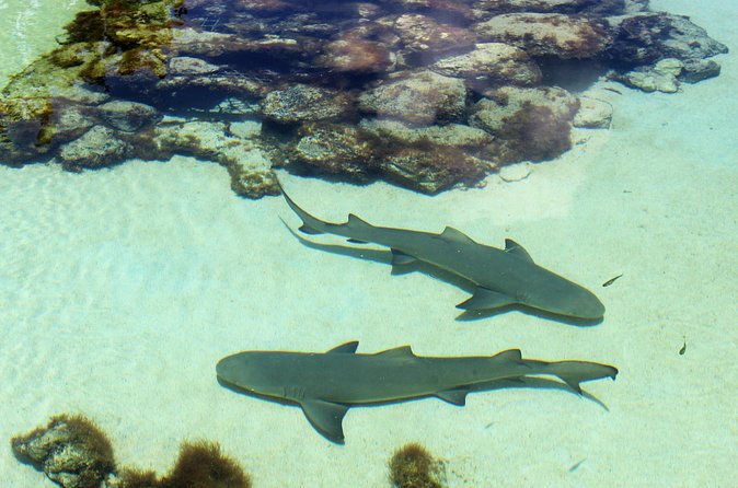 Guided Tour of Coral World Ocean Park & Happy Hour - Meeting Point and Practical Logistics That Actually Matter