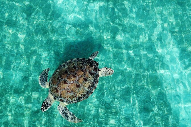 Half-Day Private Boat Experience – Appetizers & Drinks Included - The Route and Timing: Boarding, Reef Time, and a Beach Break