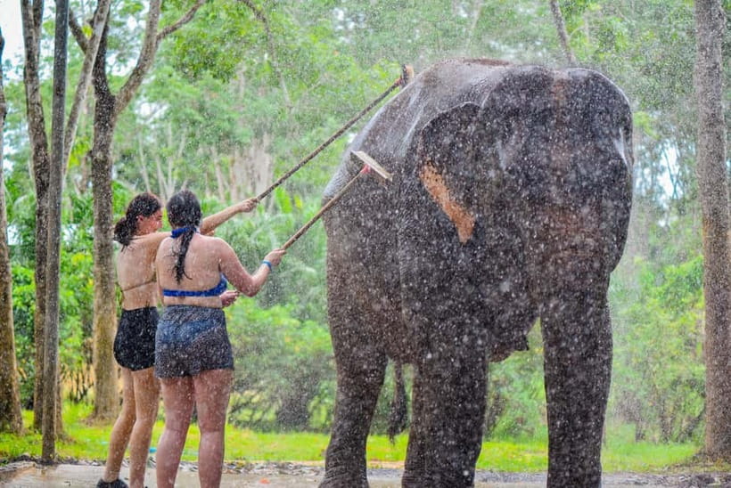 Phuket: Happy Hour Feed and Rain Shower with Elephant - Key highlights you’ll care about