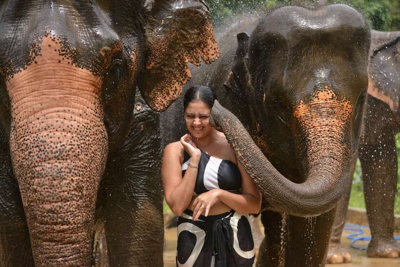 Phuket: Happy Hour Feed and Rain Shower with Elephant - Should you book Lily Elephant Camp’s Feed and Rain Shower Happy Hour?
