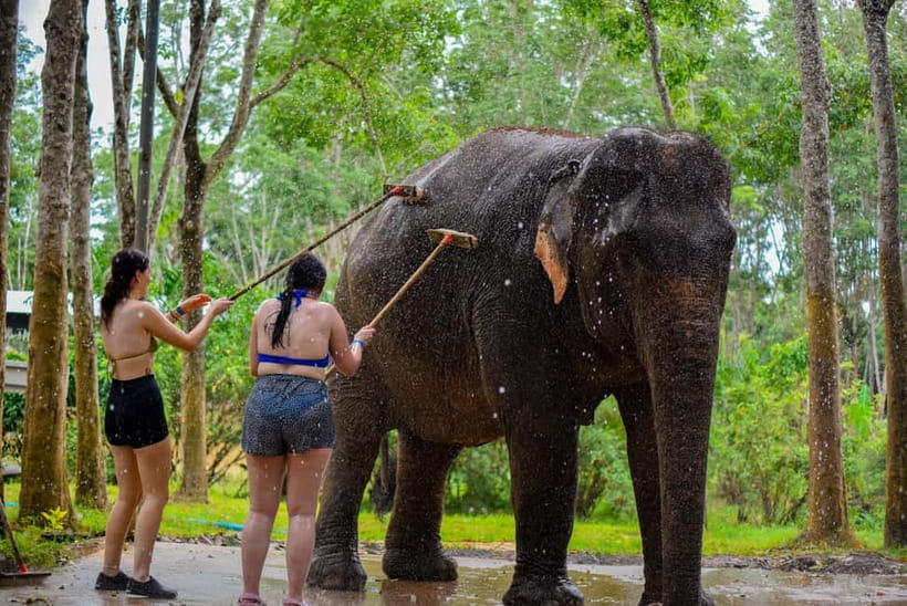 Phuket: Happy Hour Feed and Rain Shower with Elephant - Ethical elephant interaction: feeding + rain shower, without riding