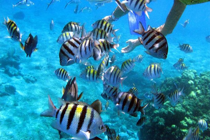 Private Catamaran Booze Cruise & Snorkeling - Natural pool sandbar: the easiest way to enjoy the water