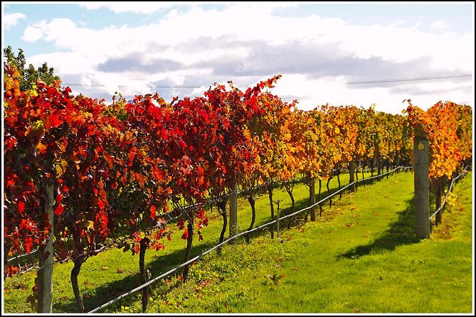 Small group - Napier Premium Wineries+ Beer tour -5.0 - 5.5 hours - How the 11:30 start shapes your Napier afternoon