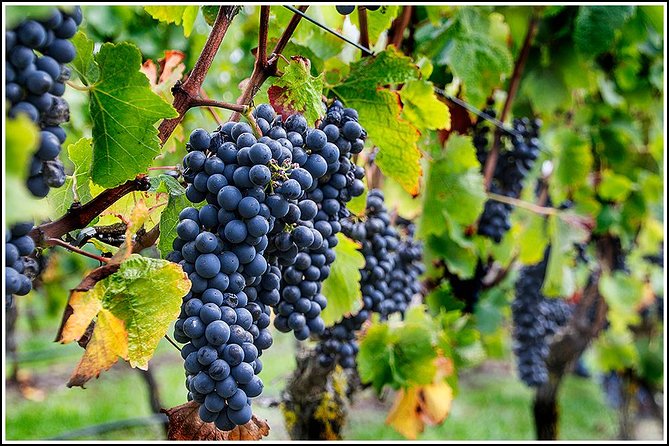 Small group - Napier Premium Wineries+ Beer tour -5.0 - 5.5 hours - Wineries across Hawke’s Bay: what you may taste and why it’s worth it