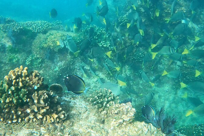 Snorkeling On Chilean Beach Transportation And Drinks Included - Gear coaching and a 45-minute guided snorkel