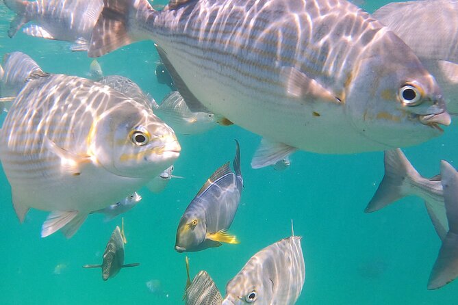Snorkeling On Chilean Beach Transportation And Drinks Included - How long is this, and how the day actually flows