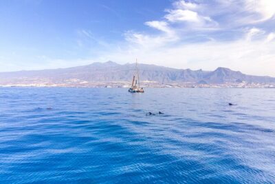 Watching and Listening Whales visiting Los Gigantes&Masca. Food&drinks included - Costa Adeje Departure: Wildlife Watching Starts Early