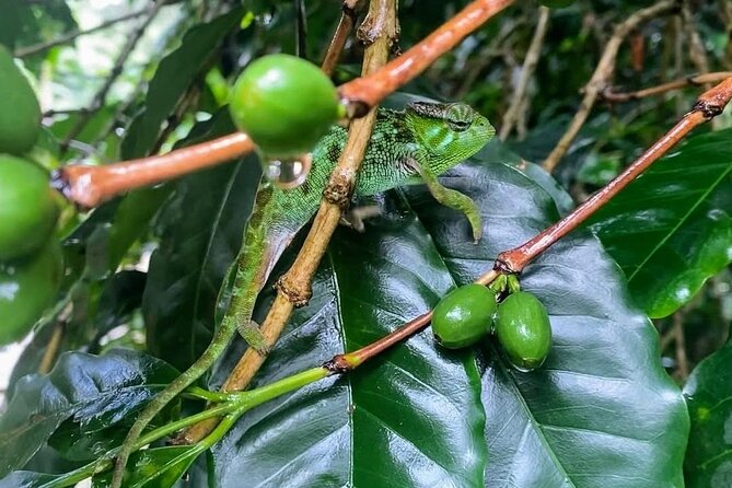 Waterfall, coffee tour & hot springs - lunch and drinks included - The real schedule: how 12 hours can work out smoothly