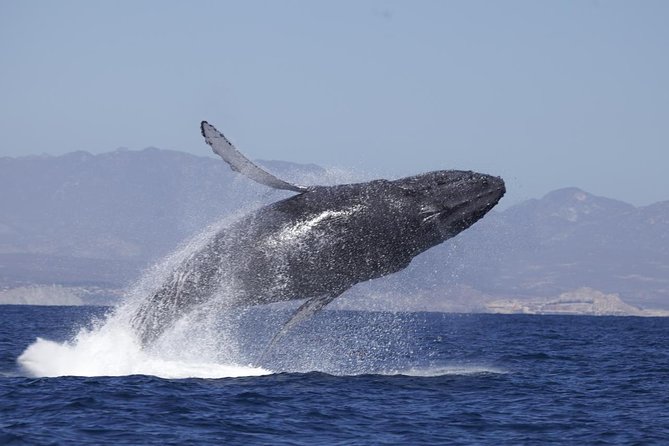 Whale Watching on 2 Level Big Boat with Breakfast and Drinks INCLUDED - Whale Season in Cabo: Why This Big-Boat Format Works