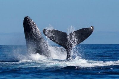 Whale Watching on 2 Level Big Boat with Breakfast and Drinks INCLUDED - The 8:30 Meet Time and What That Means for Your Day