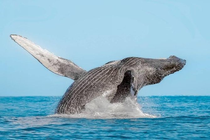 Whale Watching on 2 Level Big Boat with Breakfast and Drinks INCLUDED - Price and Logistics: What Costs Extra and What Doesn’t