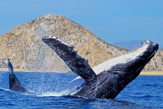 Whale Watching on 2 Level Big Boat with Breakfast and Drinks INCLUDED - Who Should Book This Tour (and Who Might Skip It)